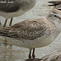 Red Knot Juvenile arrived. The juvenile feathers have lost the margin after the migration.<br />Kowa TSN4 + Sony DSC W100